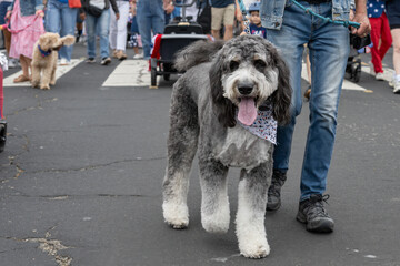Black and white sheepdoodle dog wear patriotic stars bandana during the Ventura 4th July parade