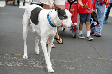 Mixed breed black and white dog walking eagerly down the street in Ventura 4th July parade celebration