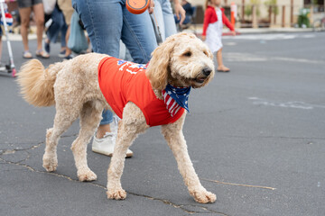 Excited goldendoodle dog wear patriotic red white and blue bandana and t-shirt during the Ventura 4th July parade
