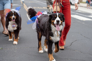 Large Burmese Mountain Dog wearing a red white and blue bow walking eagerly down the street in Ventura 4th July parade celebration