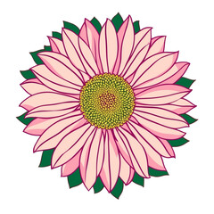 Pink flower illustration transparent background floral design