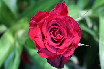 Red roses in the garden