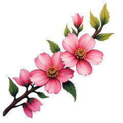 Obraz premium Delicate pink flowers branch transparent background floral art