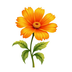 Vibrant orange flower with transparent background botanical illustration