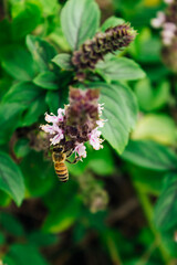Flowering Basil Flower with Honeybee