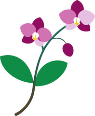 Orchid branch with two blooms, vector with white background.