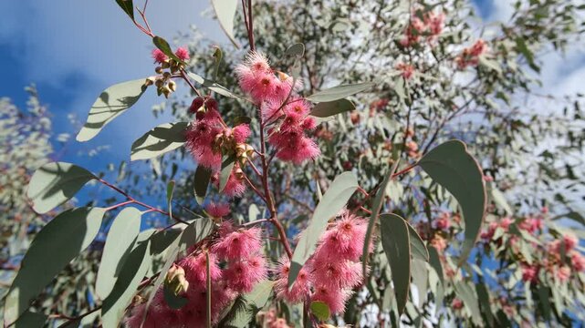 Close-up of flowering eucalyptus tree with vibrant pink blossoms.  An Australian native flowering gum swaying in light wind.