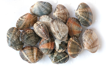 Clams on white background. Seafood.