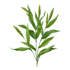 Fototapeta premium Fresh Green Plant Isolated on Transparent Background