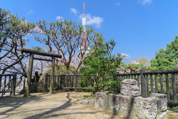 宇都宮タワーと八幡山公園の桜（栃木県宇都宮市、4月撮影）