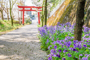 塙田八幡宮の鳥居とオオアラセイトウ（栃木県宇都宮市、4月撮影）