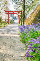 塙田八幡宮の鳥居とオオアラセイトウ（栃木県宇都宮市、4月撮影）