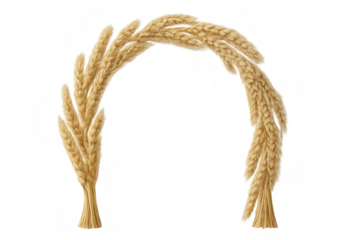 Realistic render of wheat stalks forming an arch, ideal for harvest, agriculture, or bakery-themed designs with transparent background