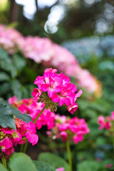 フラワー・ドームの植物園　 Flower dome at Singapore