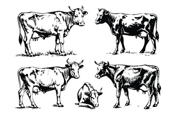 Dairy Cows Vector Engraving Set. Detailed Monochrome Livestock Illustrations. Vintage Stipple & Hatching Farm Style Icons & Symbols