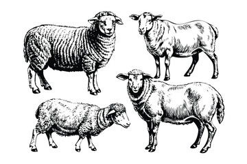 Farm Sheep & Rams Vector Engraving Set. Detailed Monochrome Livestock Illustrations. Vintage Stipple & Hatching Style Icons & Symbols