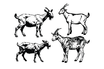 Goats Vector Engraving Set. Detailed Monochrome Farm Animal Illustrations. Vintage Stipple & Hatching Livestock Style Icons & Symbol