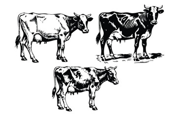 Dairy Cows Vector Engraving Set. Detailed Monochrome Livestock Illustrations. Vintage Stipple & Hatching Farm Style Icons & Symbols