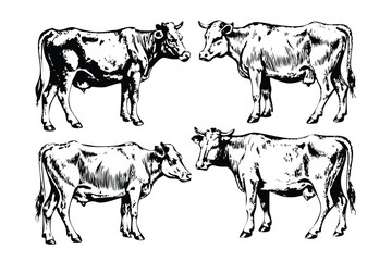 Dairy Cows Vector Engraving Set. Detailed Monochrome Livestock Illustrations. Vintage Stipple & Hatching Farm Style Icons & Symbols