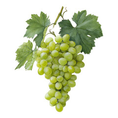 Obraz premium Fresh Green Grapes with Leaves on Transparent Background