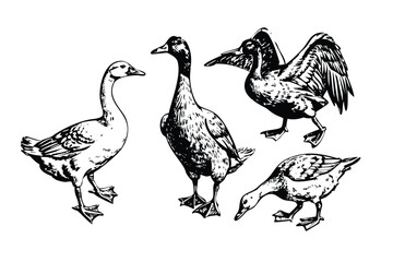Ducks & Geese Vector Engraving Set. Detailed Monochrome Waterfowl Illustrations. Vintage Stipple & Hatching Poultry Style Icons & Symbols