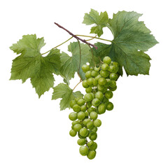 Obraz premium Fresh Green Grapes with Green Leaves on White Background