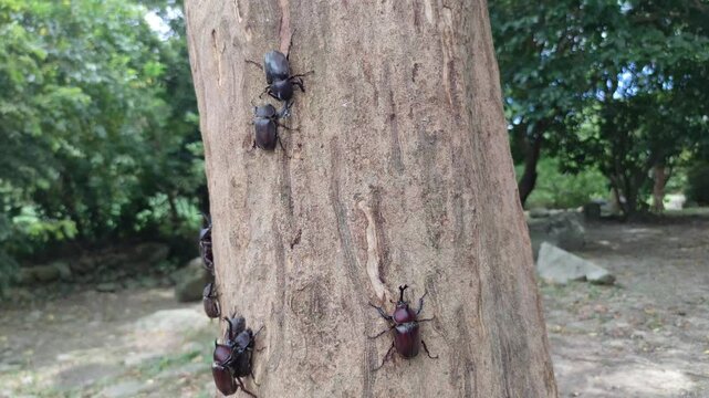 Rhinoceros Beetle Explosion in Taiwan
