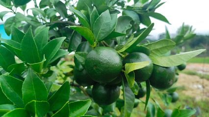 Little green oranges on tree
