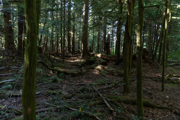 Mossy Old-Growth Forest Floor in British Columbia, Canada