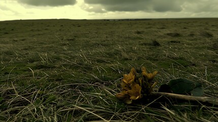 Melancholy floral stillness captured in a vast field under a dramatic sky landscape beauty