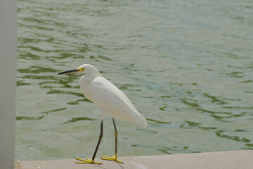 Snowy Egret Walks Along Waterside on a Sunny Day Near Quiet inlet. Elegantly walking on a concrete edge near calm green waters. The bird's white feathers and reflective surroundings create a serene ou