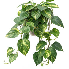 green plant isolated on white background