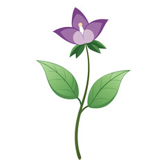 enchanter-s-nightshade-flower-on-white-background