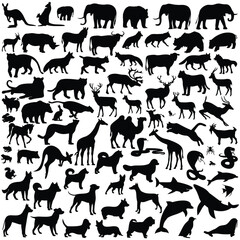 Silhouette assemblage of diverse animals including mammals reptiles fish and insects