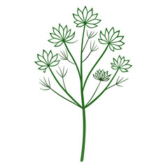  fennel flower line art on white background