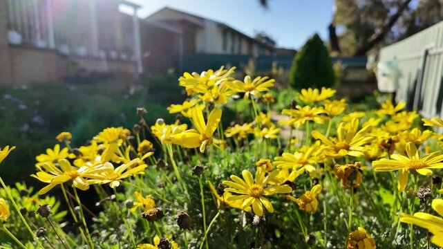 Euryops chrysanthemoides: 4K Drone Footage of African Bush Daisy Blooming in South Australia in Winter with Yellow Petals, Morning Sunlight, Fence, and Trees