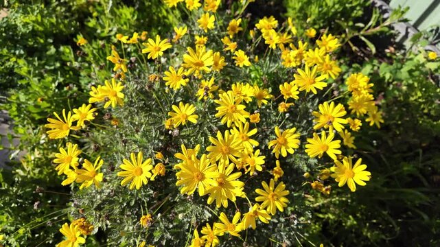 Euryops chrysanthemoides: 4K Drone Footage of African Bush Daisy Blooming in South Australia in Winter with Yellow Petals, Morning Sunlight, Fence, and Trees