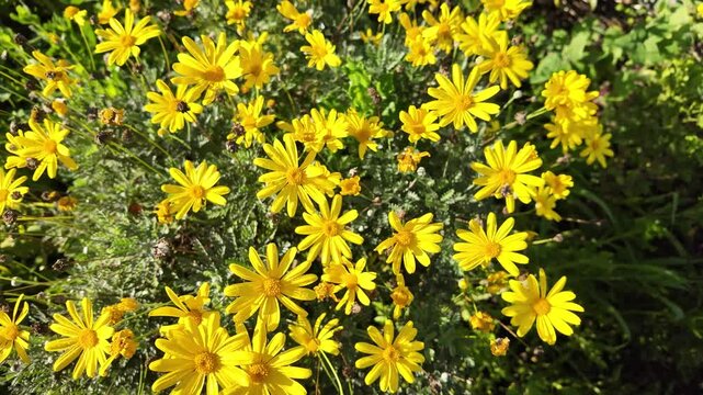Euryops chrysanthemoides: 4K Drone Footage of African Bush Daisy Blooming in South Australia in Winter with Yellow Petals, Morning Sunlight, Fence, and Trees