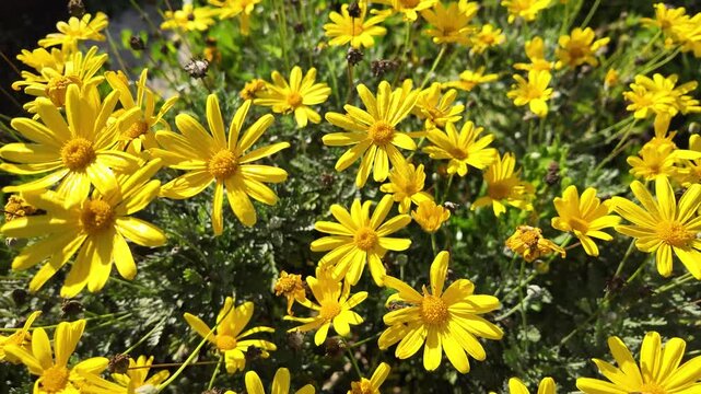 Euryops chrysanthemoides: 4K Drone Footage of African Bush Daisy Blooming in South Australia in Winter with Yellow Petals, Morning Sunlight, Fence, and Trees