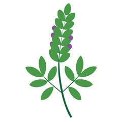  goat-s-rue tree on white background