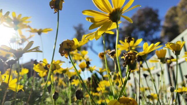 Euryops chrysanthemoides: 4K Drone Footage of African Bush Daisy Blooming in South Australia in Winter with Yellow Petals, Morning Sunlight, Fence, and Trees