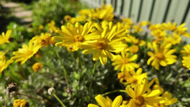 Euryops chrysanthemoides: 4K Drone Footage of African Bush Daisy Blooming in South Australia in Winter with Yellow Petals, Morning Sunlight, Fence, and Trees