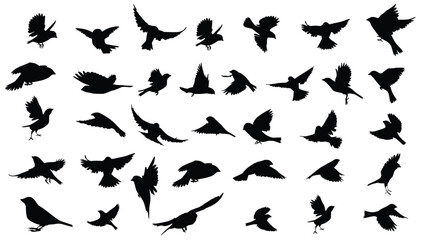 Silhouettes of thirtysix birds in flight in various positions © Neko funny
