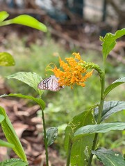 Fototapeta premium butterfly on a flower