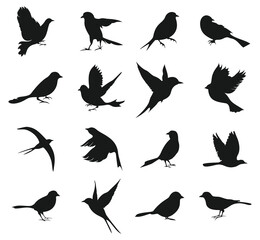 Black silhouettes of 16 diverse birds are scattered across a white background