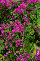 Blooming Bougainvillea.  Paper flower, Pink Bougainvillea flower isolated nature green plants,...