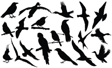 Silhouetted birds in various postures standing flying perched against a white background