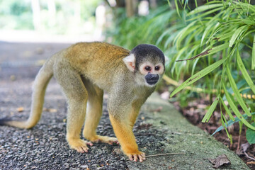 Squirrel monkeys in Ishigaki Yaima Village, Japan