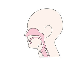 消化器の解剖生理　咽頭と喉頭　文字なし