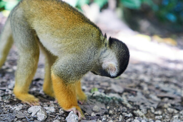 Squirrel monkeys in Ishigaki Yaima Village, Japan